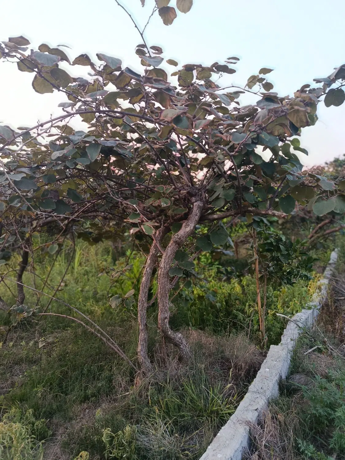 فروش قطعه ای از بهشت