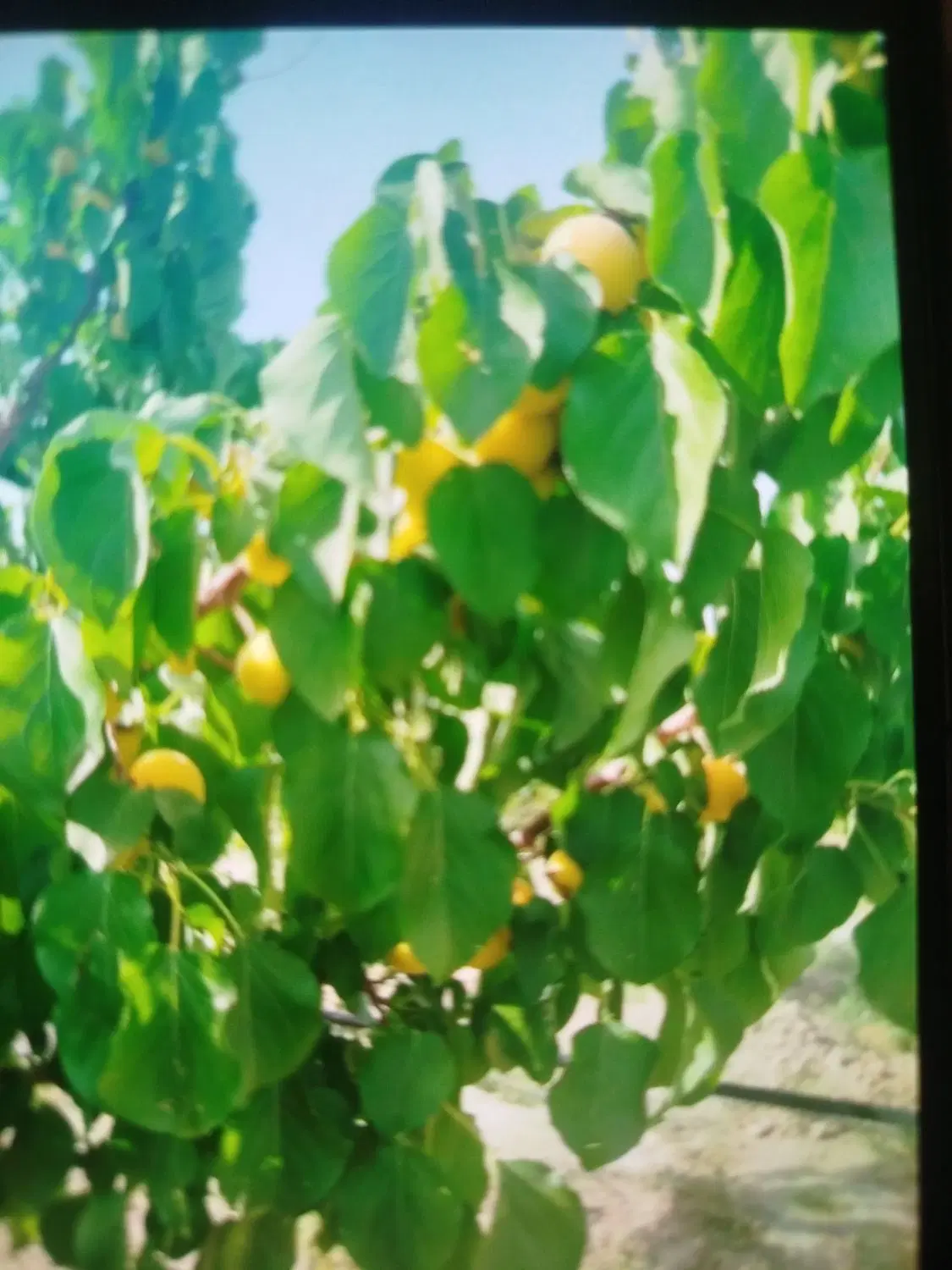 باغ480متری بهمن آباد پروژه سرو