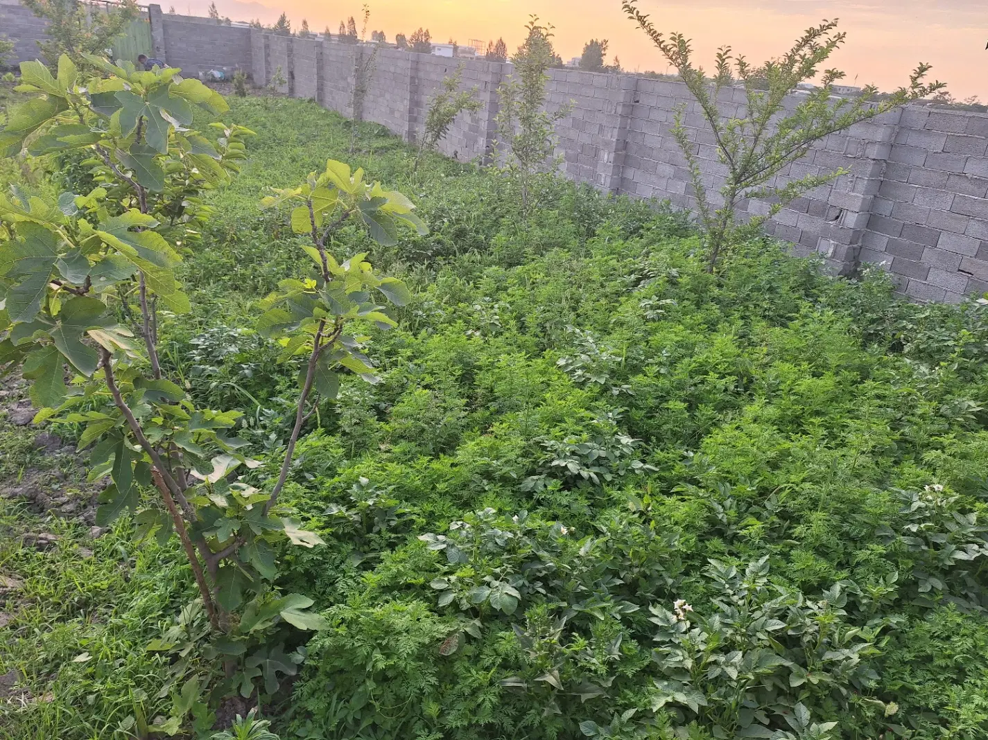 فروش زمین