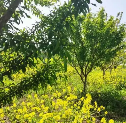 عسگراباد  باغ    سند دار  ۱۰۰۰ متری  عسگراباد