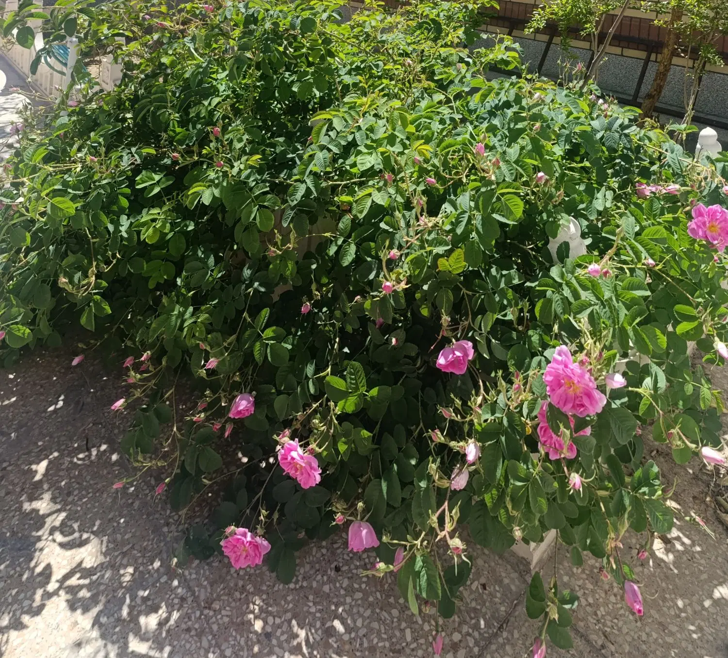 باغ.ویلا.زمین کشاورزی،خونه باغ