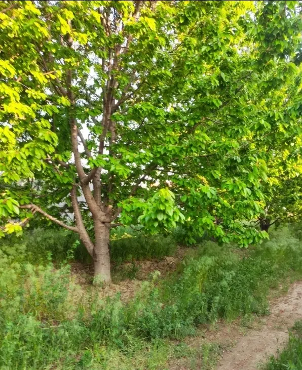 باغ ۵۵۰ متری_روستای پاقلعه_نزدیک شهر_قابل معاوضه