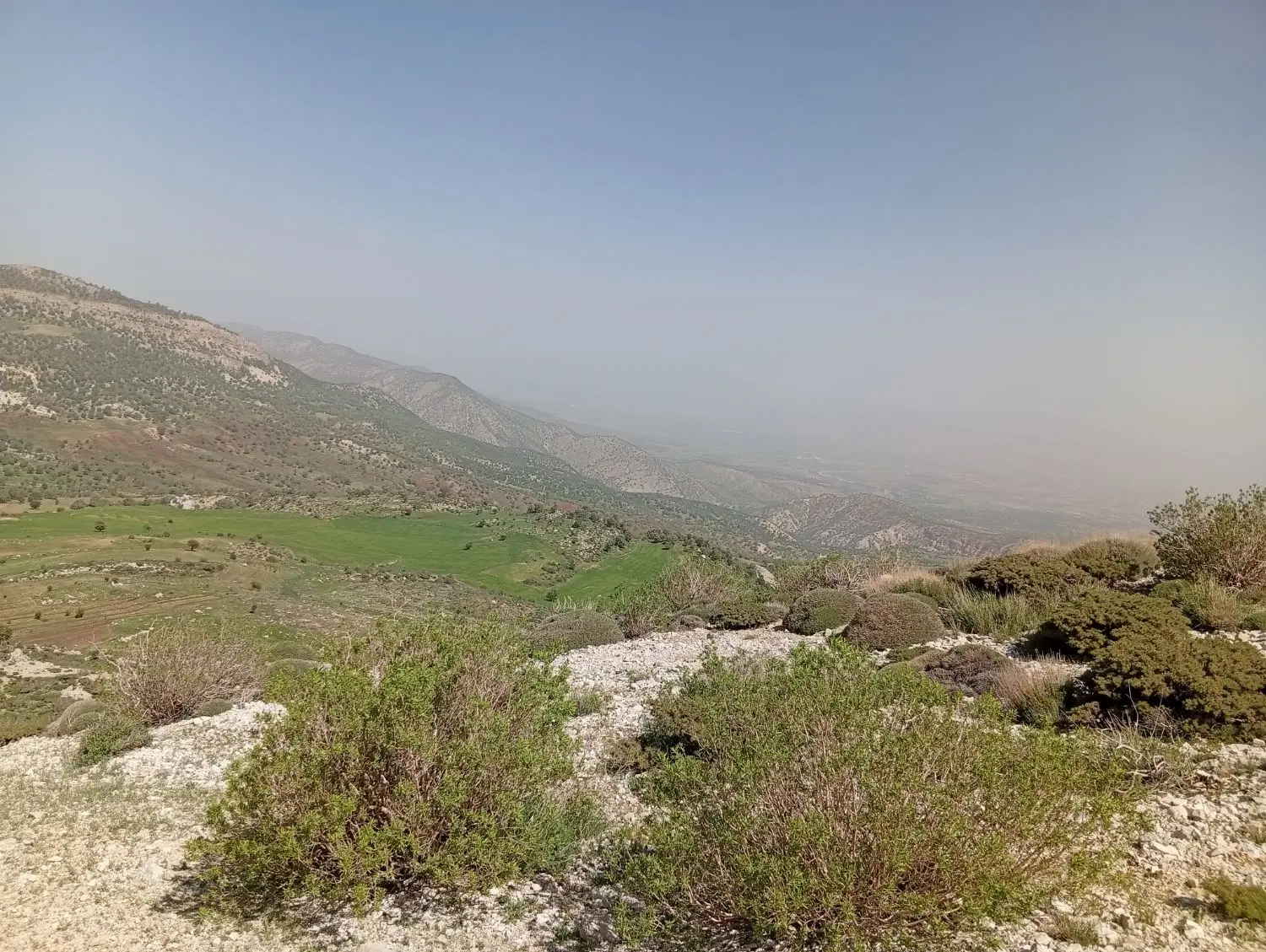 تلوری