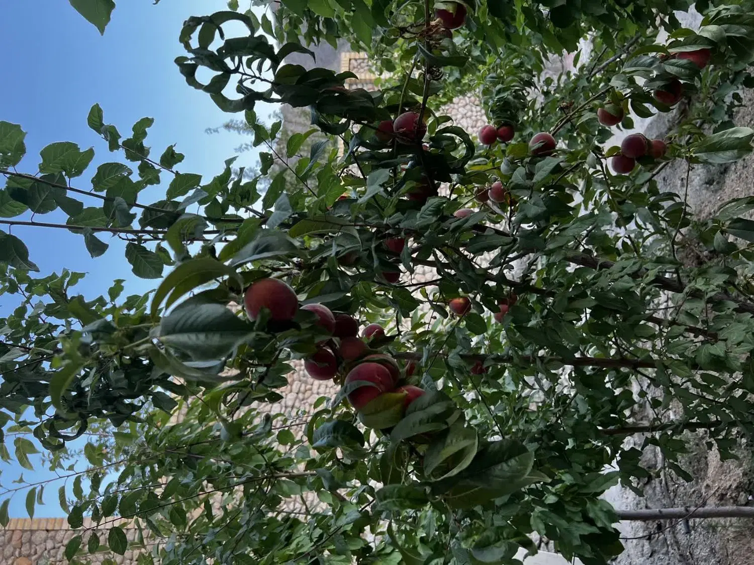 خانه باغ ۱۸۰ متر مهریز   باغ پهلوان پور