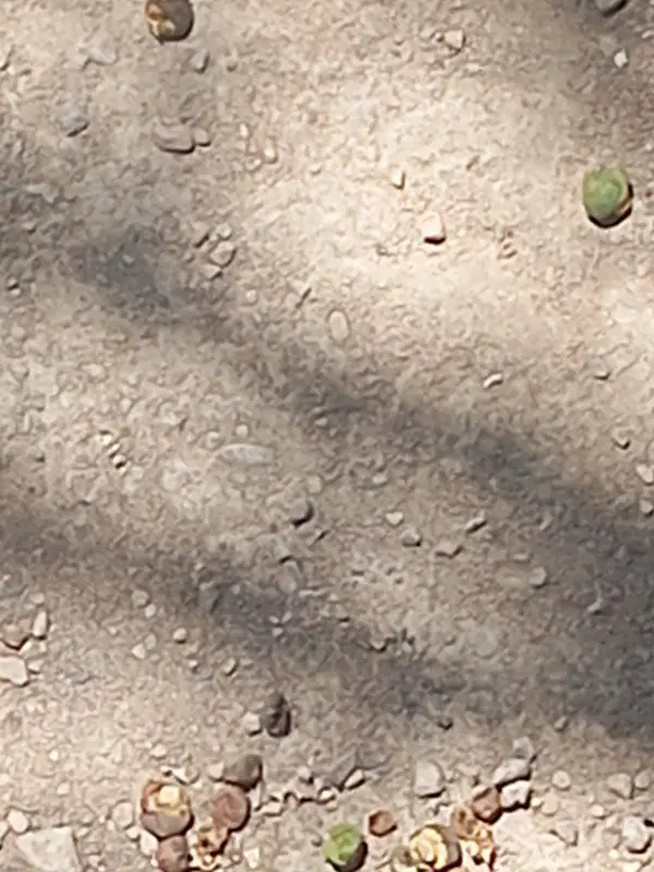 زمینی مسکونی در سرخون