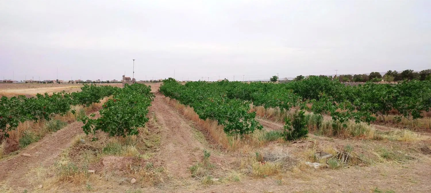 باغ بسته فروشی در بهترین جای سرایان