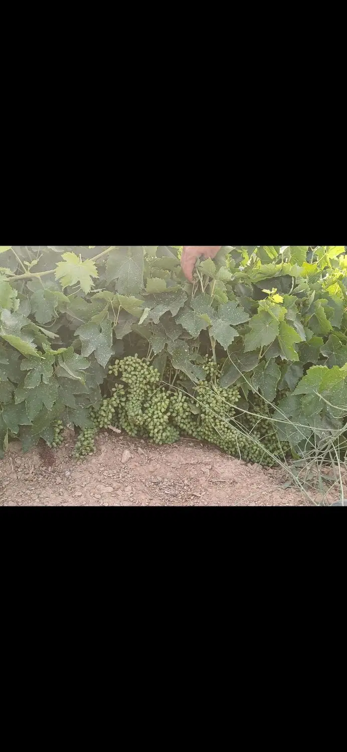 باغ مرزیجران منطقه خلج