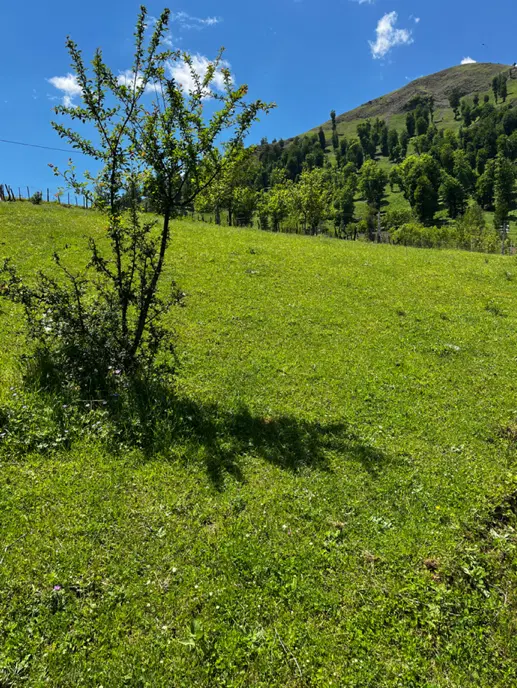 فروش یک قطعه زمین در تالش روستای لر