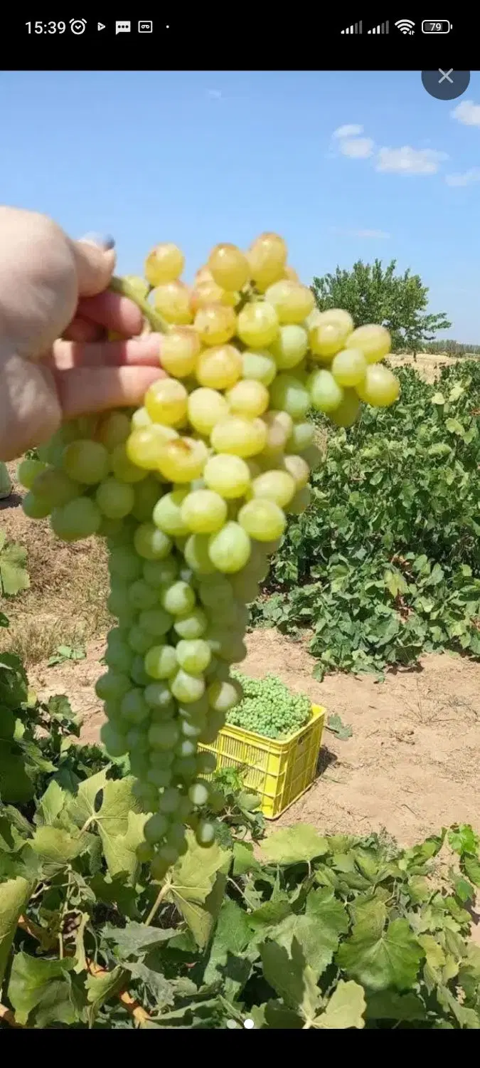 فروش باغ انگور بی دانه درتاکستان