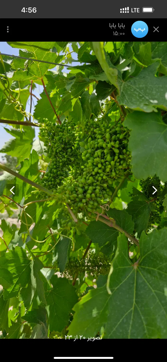 فروش باغ با درختان جوان و مثمر