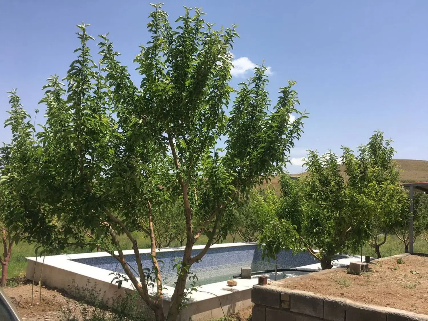 باغ