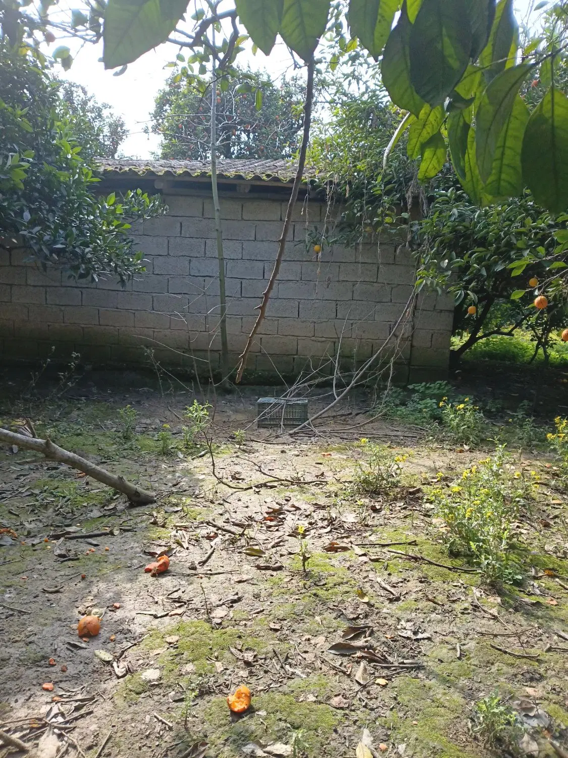 فروش زمین باغی