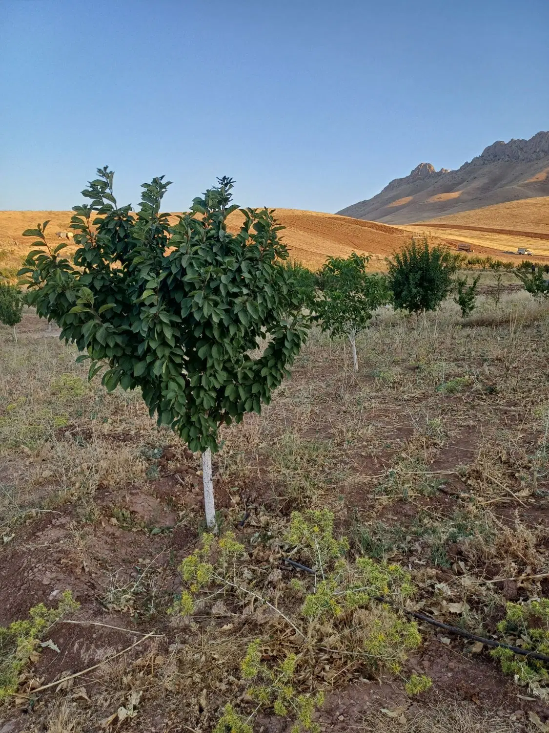 باغ بیست در صد (دو هزار متری)