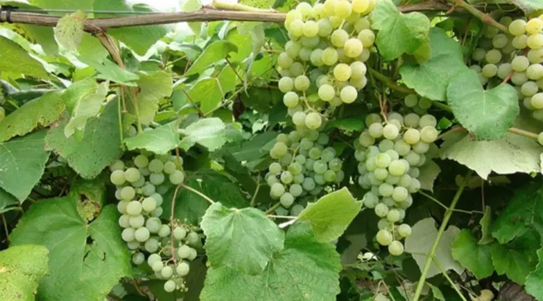 باغچه وباغ ویلایی مناسب ساخت خونه باغی