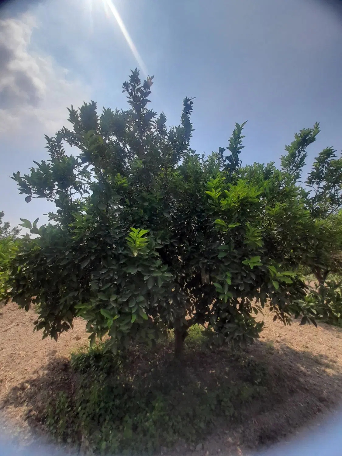 باغ نقلی و کوچیک