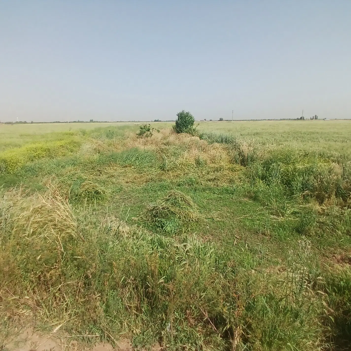 زمین کشاورزی