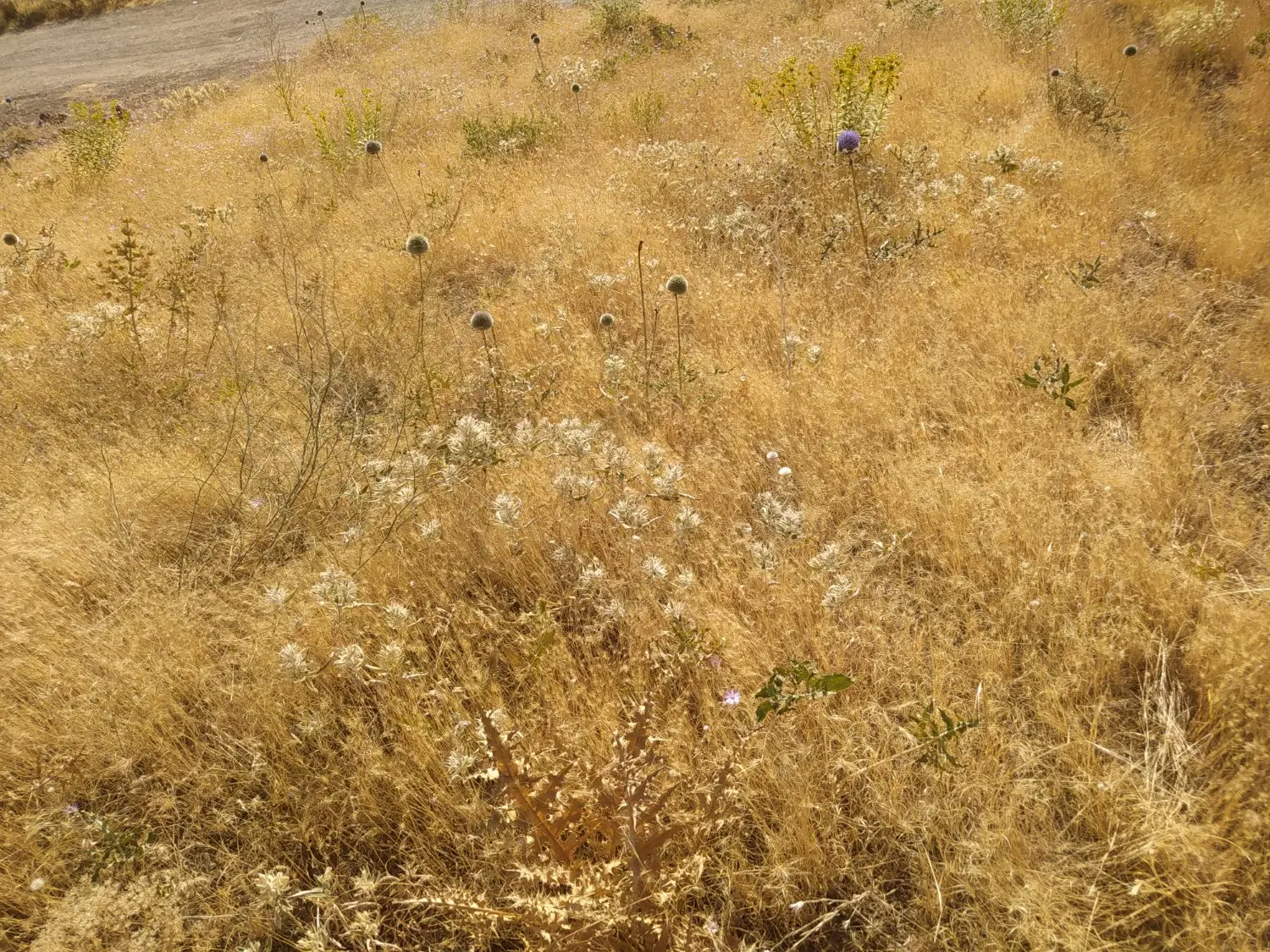 زمین مسکونی نایسر
