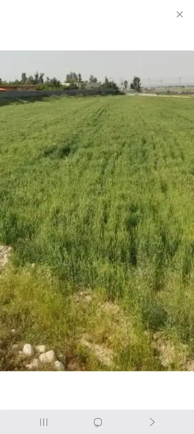 زمین کشاورزی هور گوریه