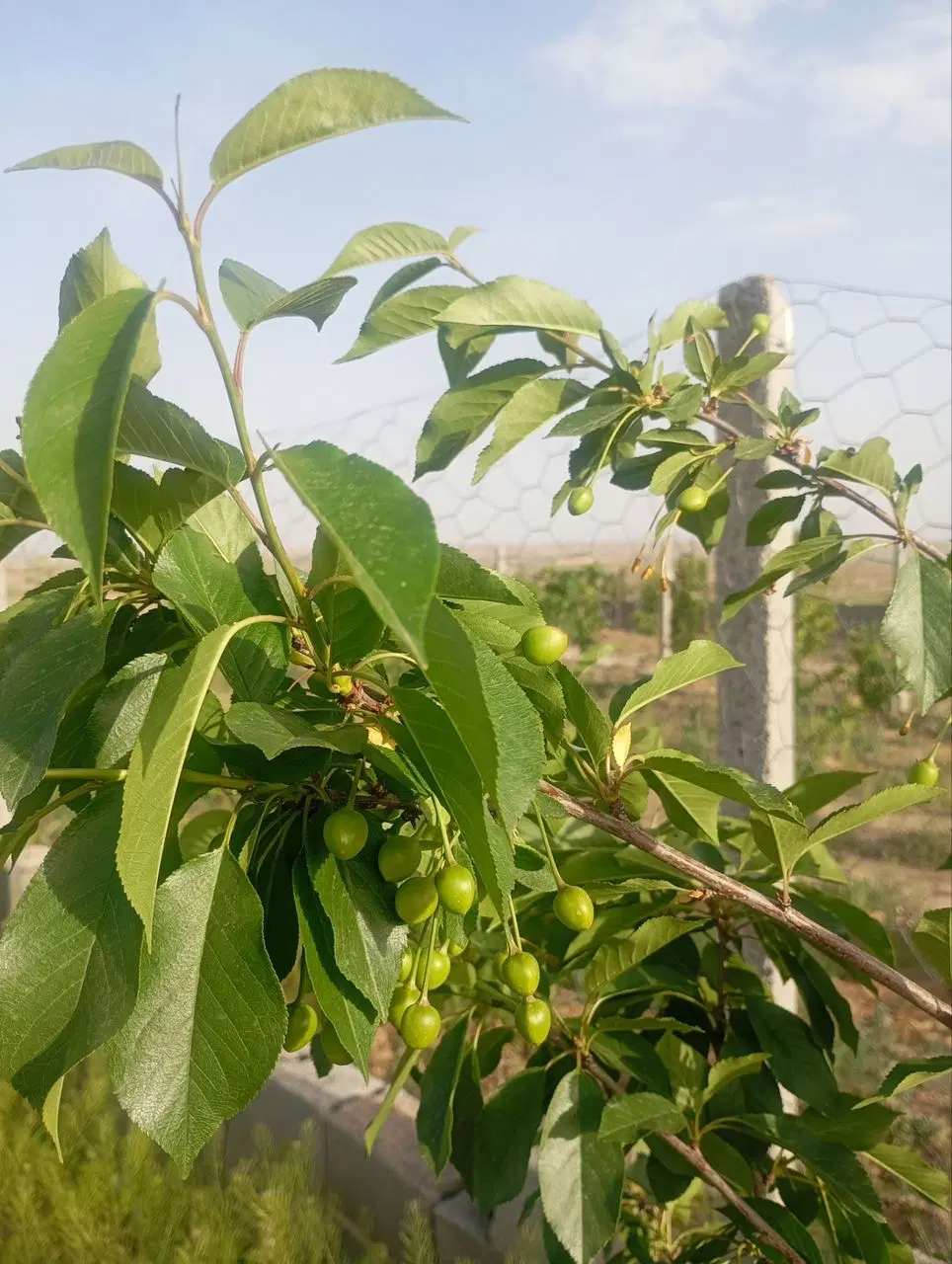 زمین دولت آباد
