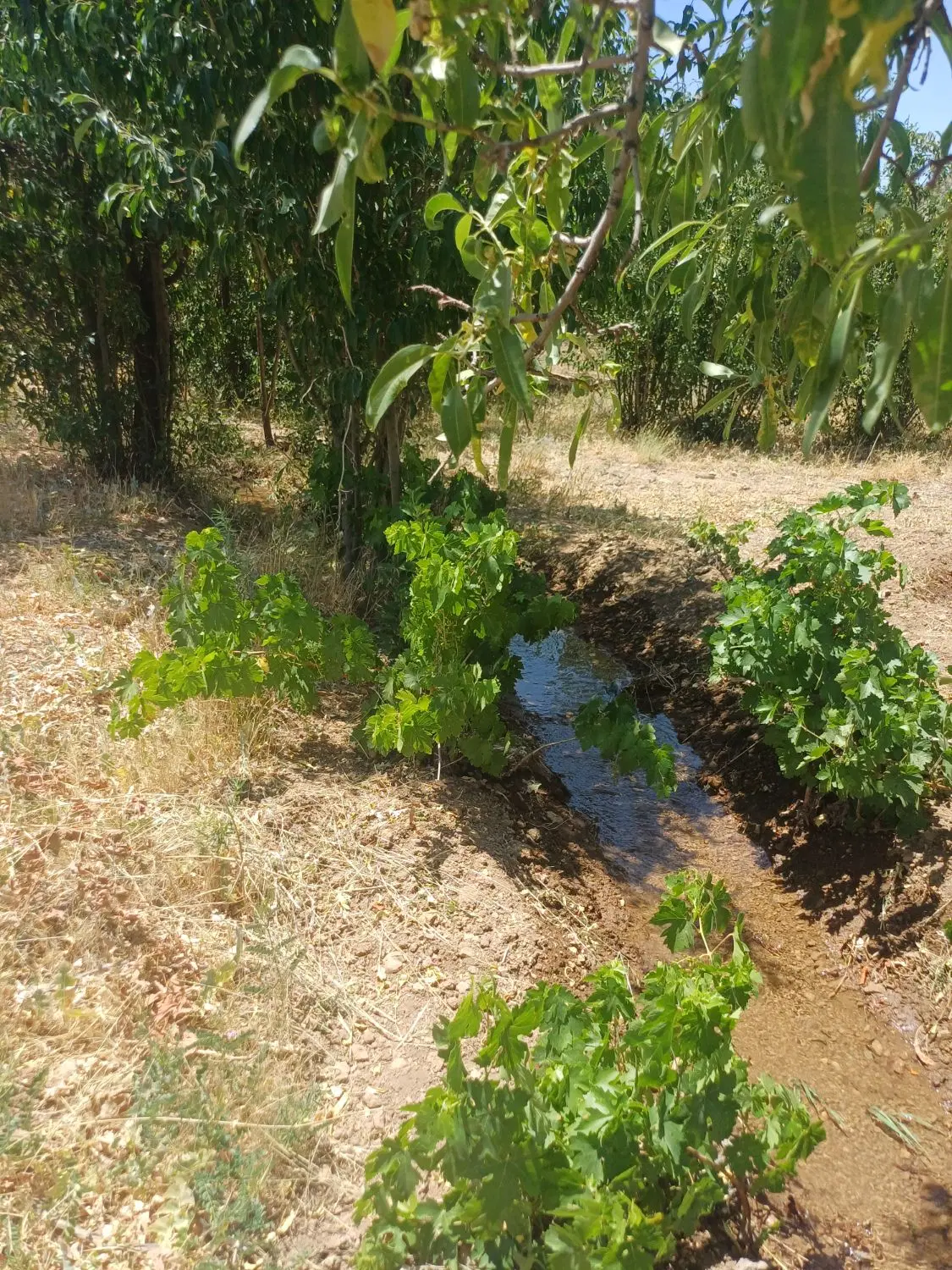 فروش زمین باغی در انجدان اراک