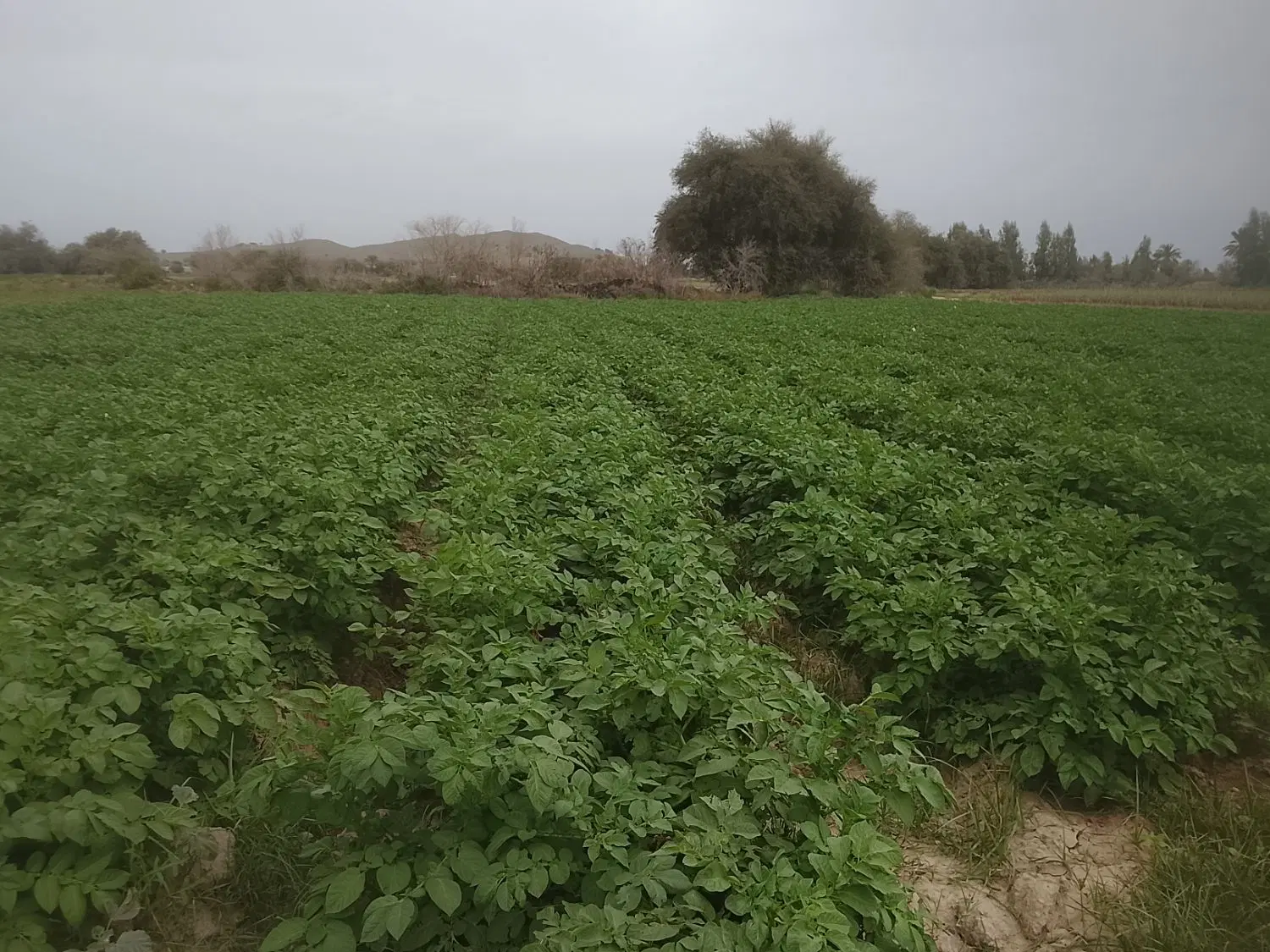 زمین کشاورزی برای اجاره