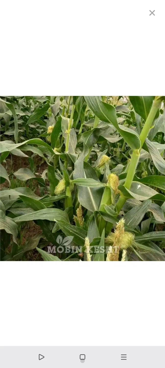 سلام 5هکتار زمین کشاورزی آبی برای زرت اجاره ای