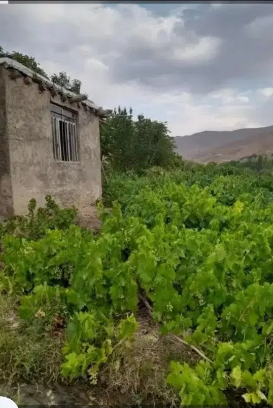 زمین باغی