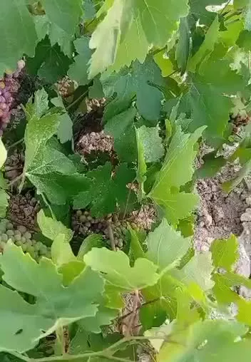 باغ انگوری ثمری