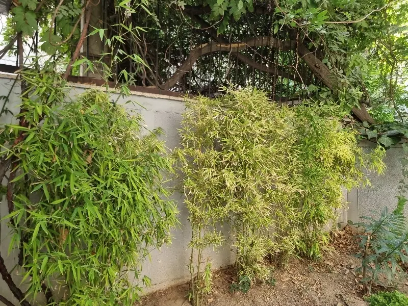 ملک کلنگی واقع در محله امامزاده یحیی