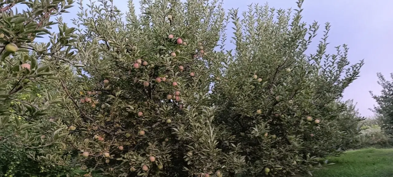 باغ سیب