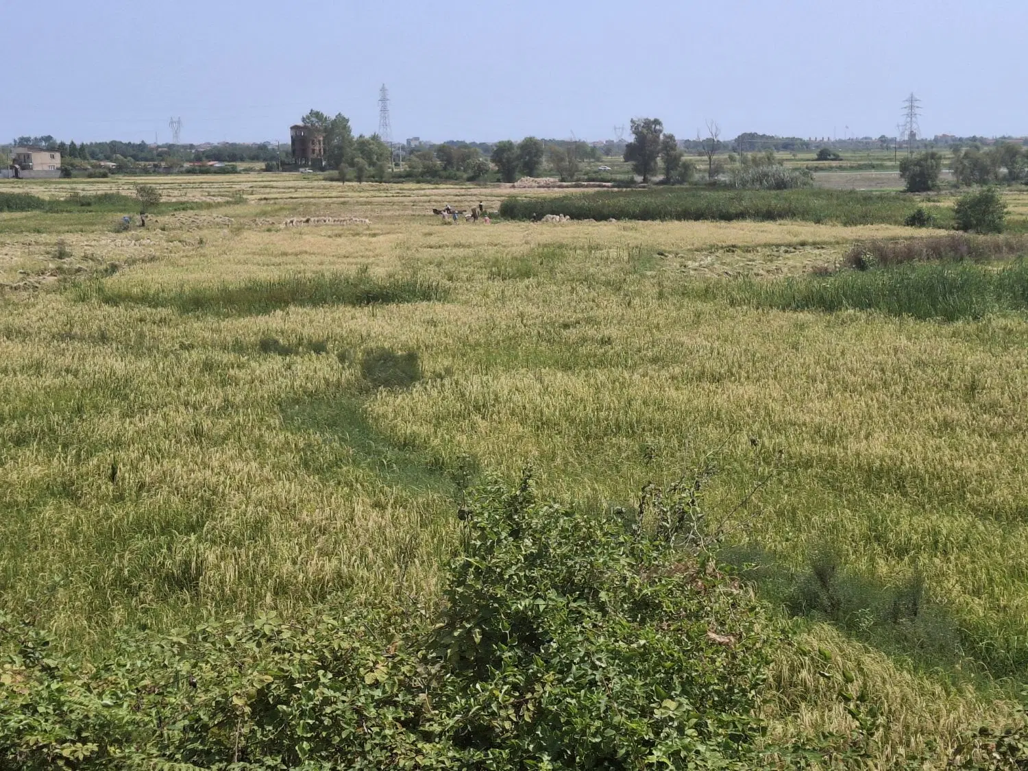زمین کشاورزی به متراژ ۶۹۰۰