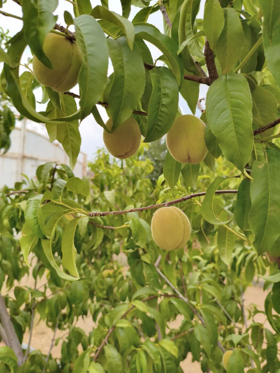فروش باغ شهری در روستای آب پرده