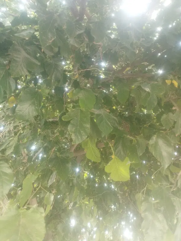 قطعه باغ جاده سنتو حسن آباد