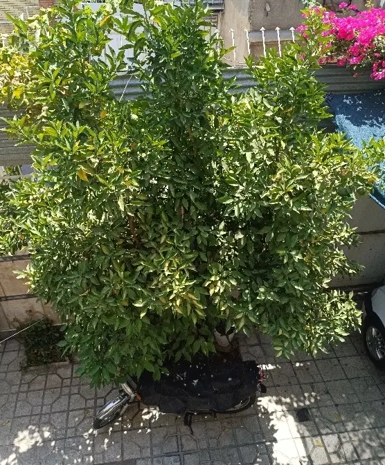 رهن و اجاره انبار