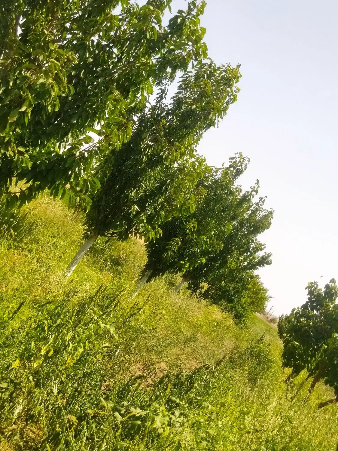 زمین و باغ دارای سند مسکونی