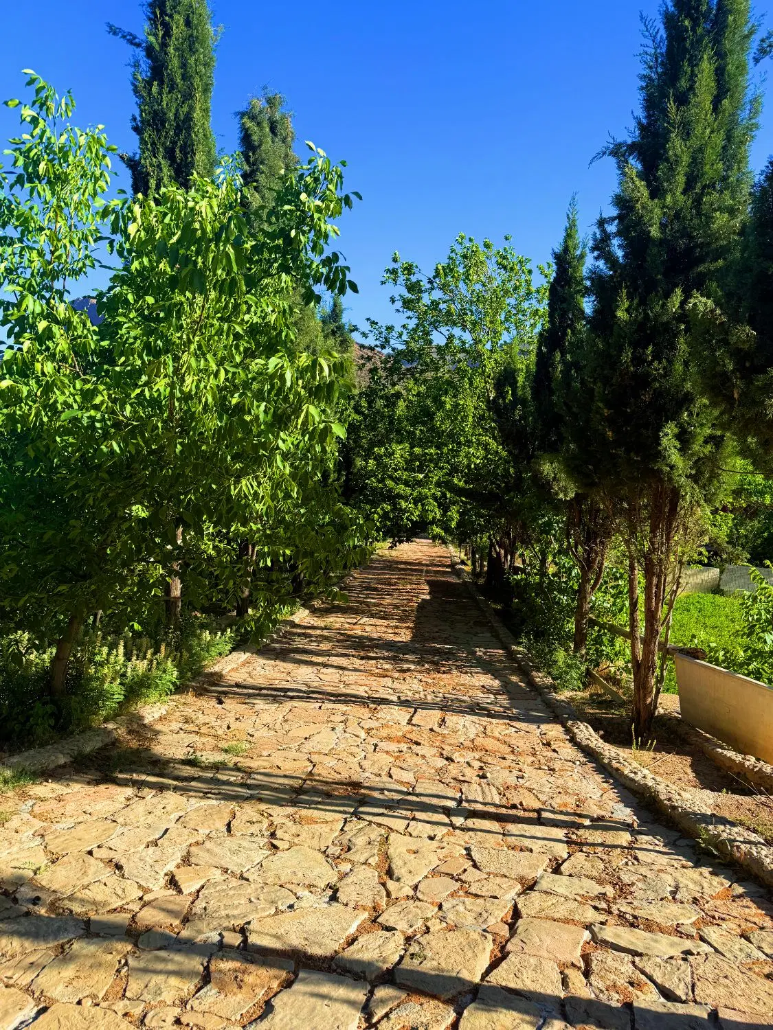 فروش باغ لیمو و نخل