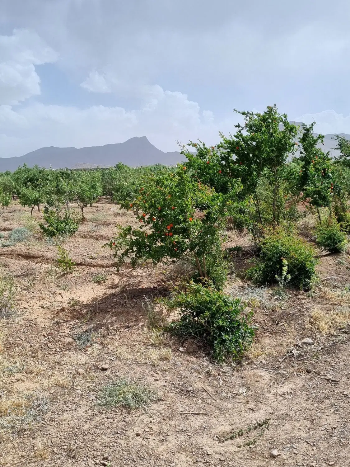 زمین باغی مسکن مهر فولادشهر