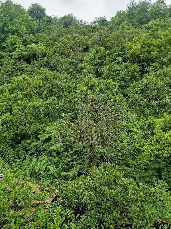 رهن و اجاره سوله