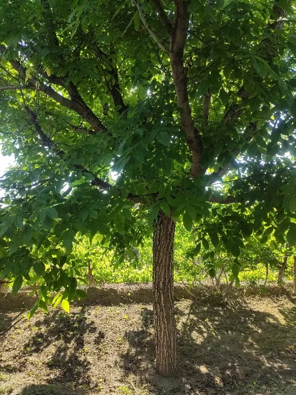 فروش زمین مزروعی