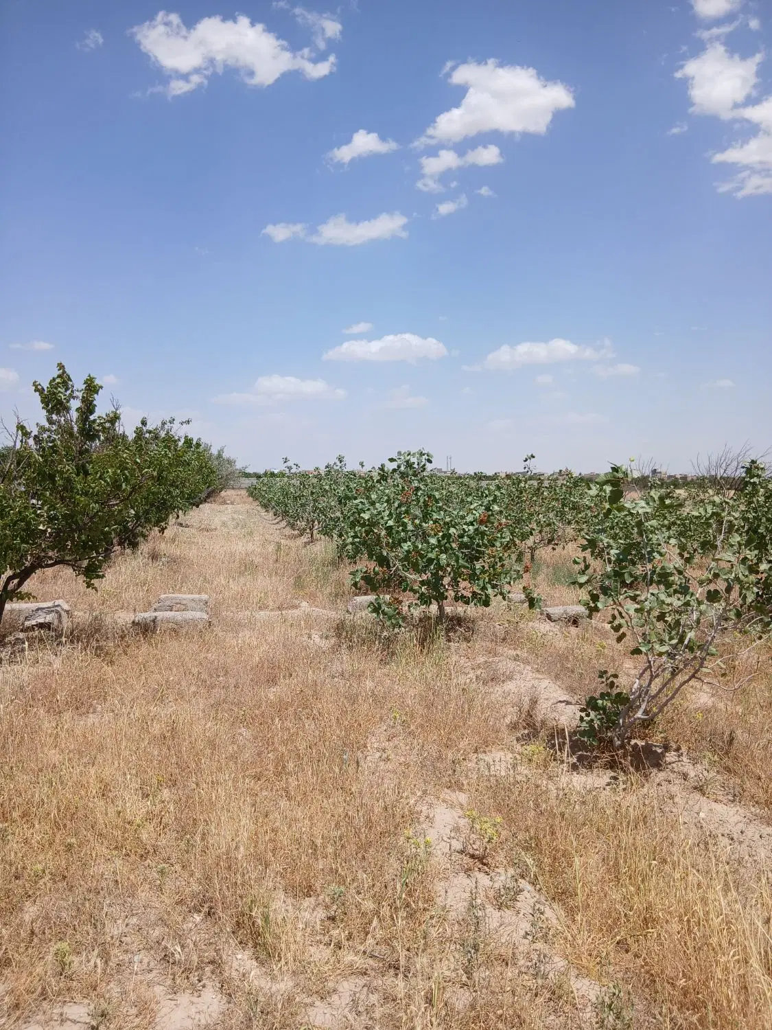 زمین پسته