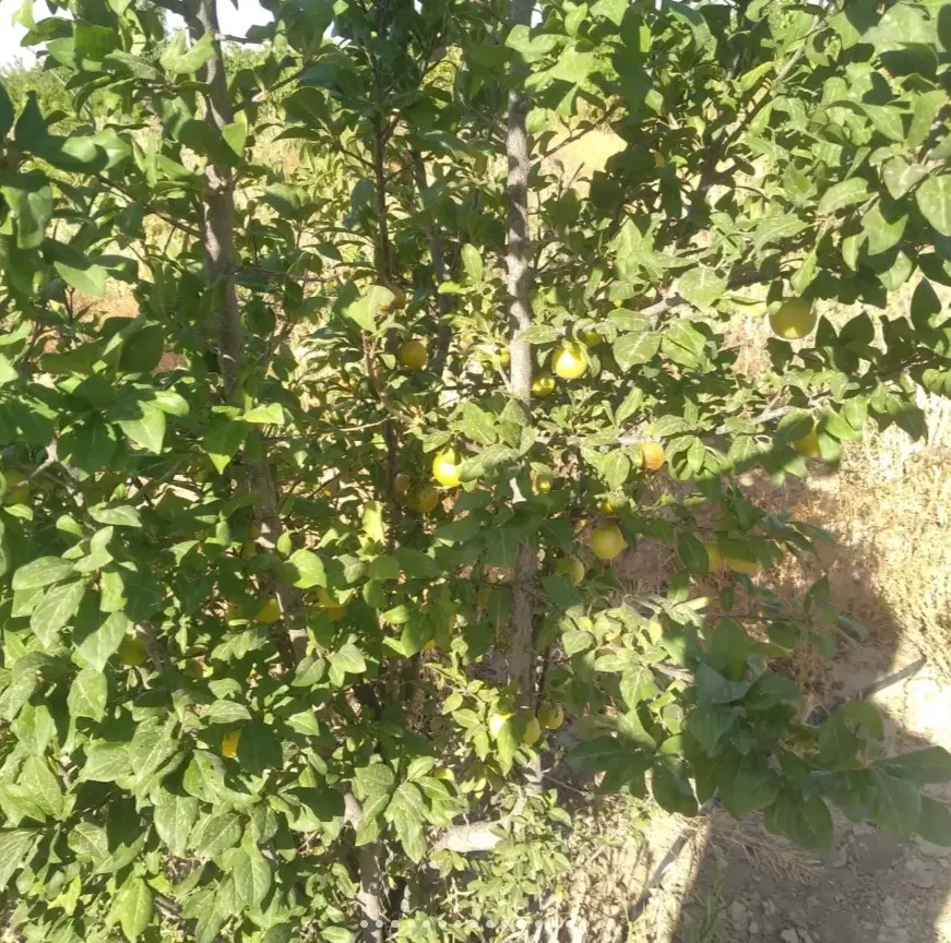 فروش فرصت سرمایه‌گذاری زمین 776 متری در ماهدشت کرج