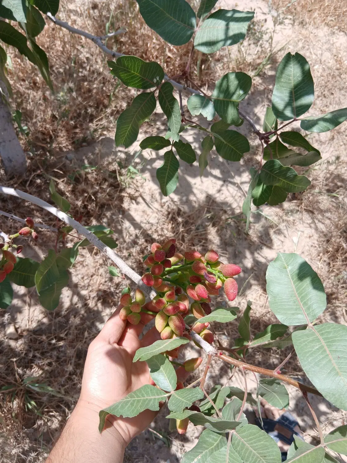 زمین پسته