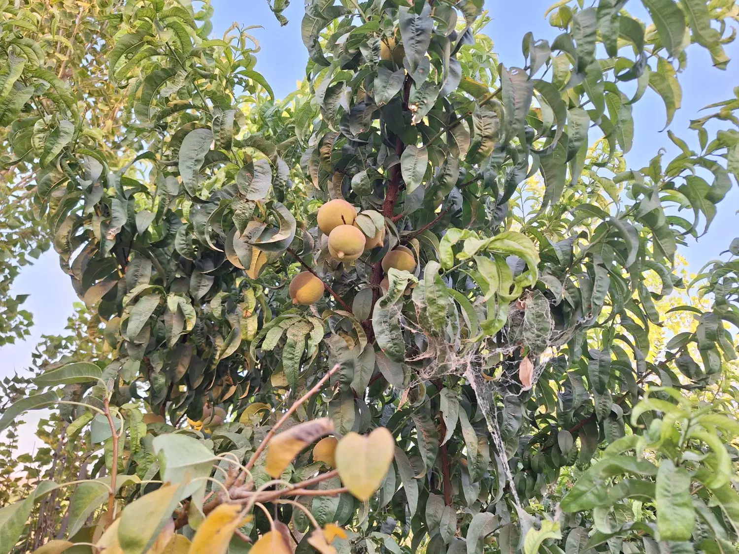 باغچه