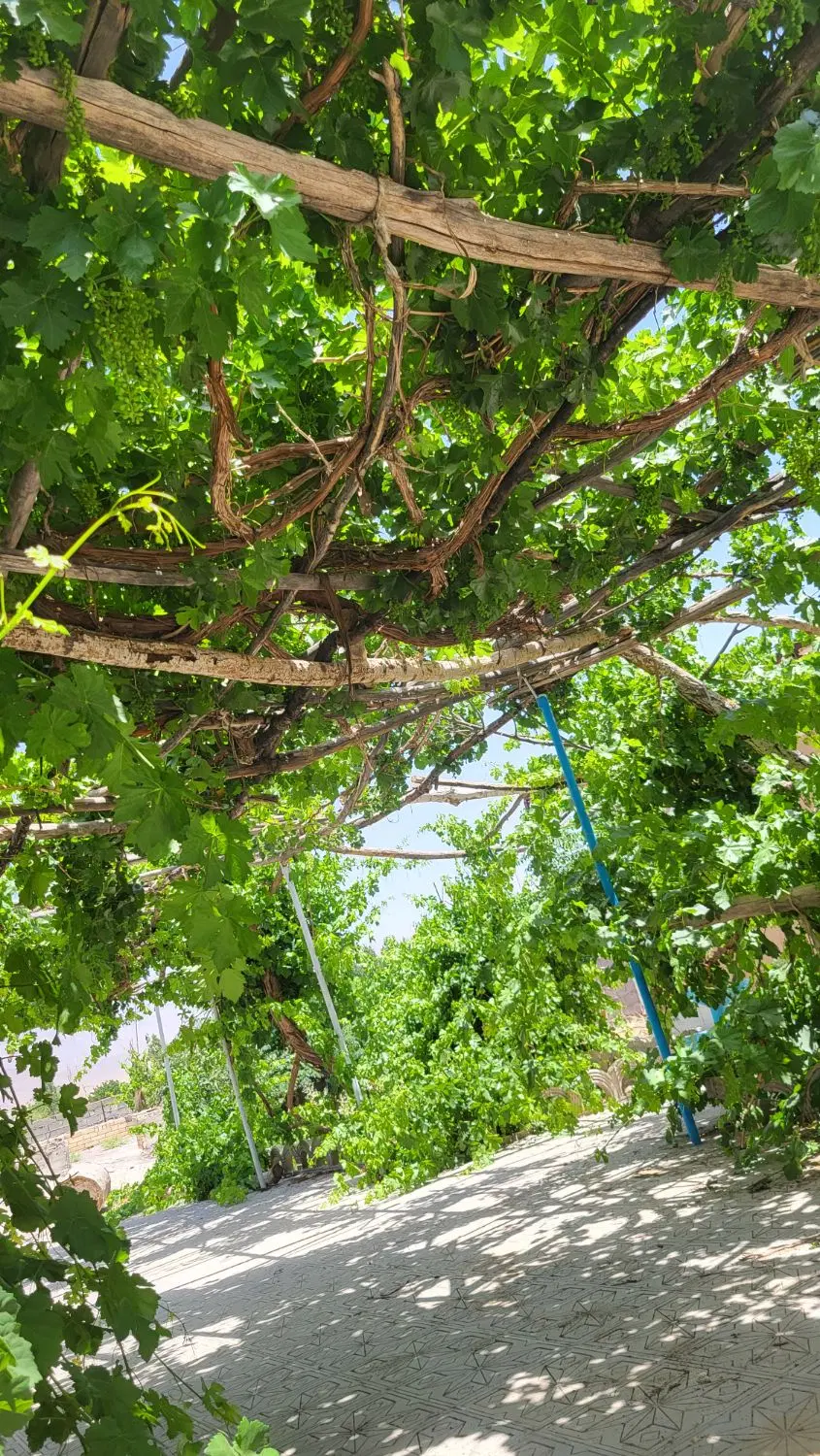 باغ وزمین ماهان ریگ 4 ماهان روستای حجت اباد