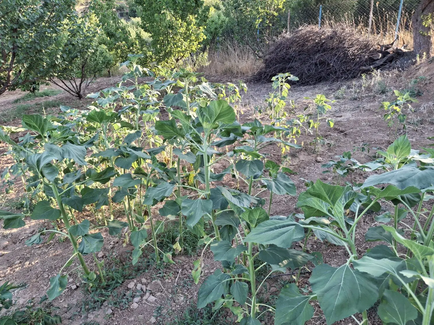 زمین کشاورزی