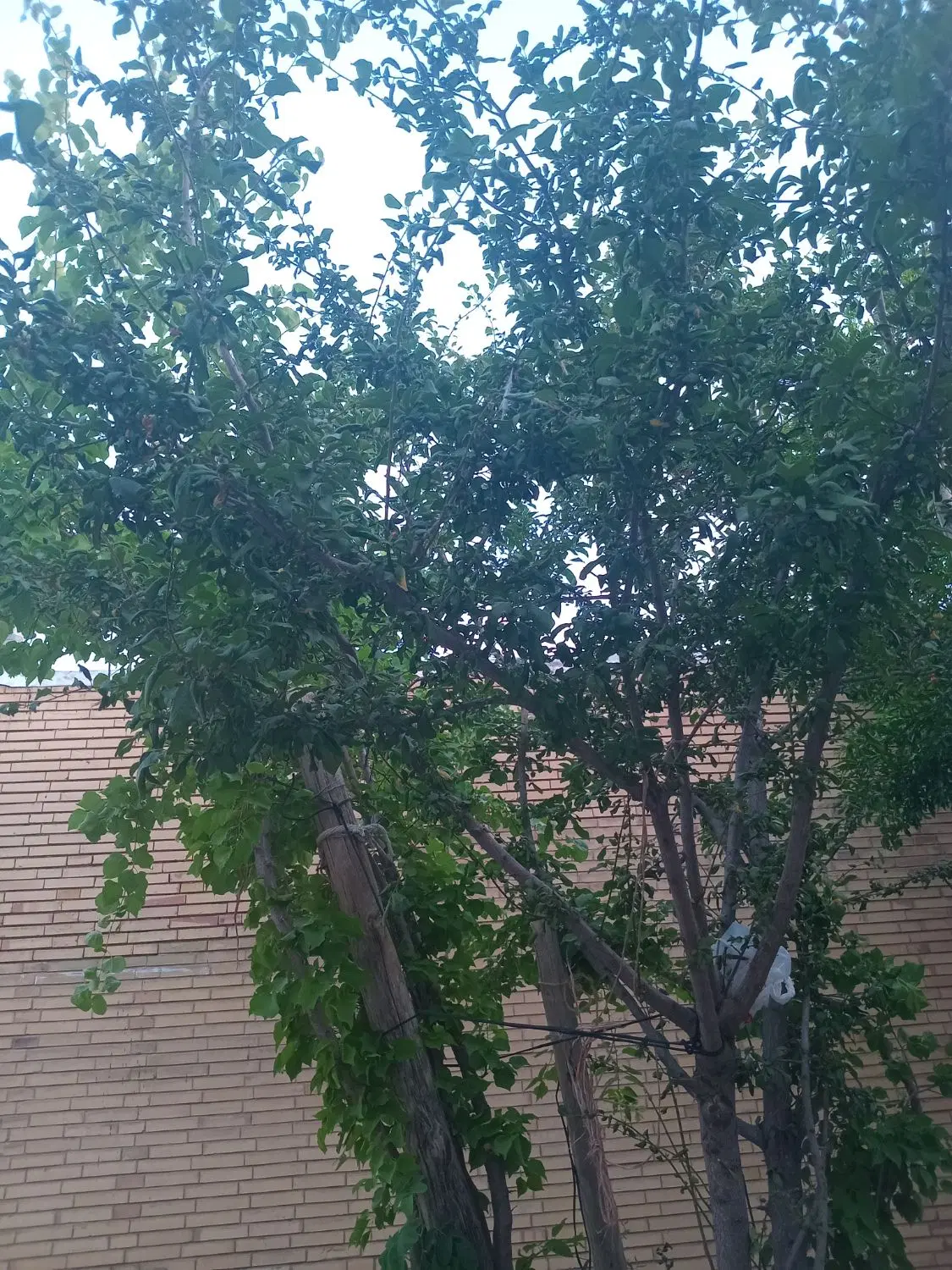 خونه حیاط دار فروشی