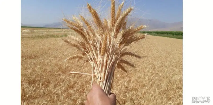 فروش زمین کشاورزی به مساحت یک هکتار