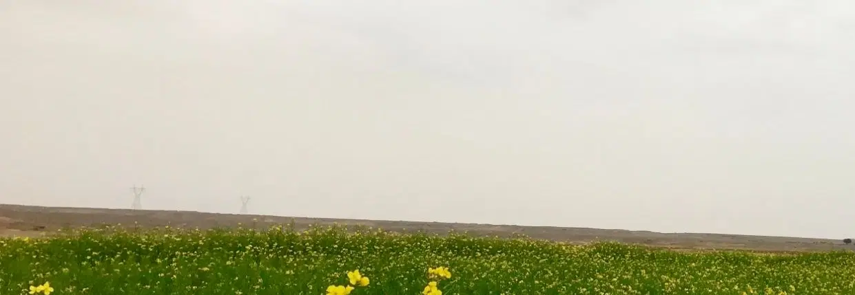 فروش یک هکتار زمین زراعی - کسکن
