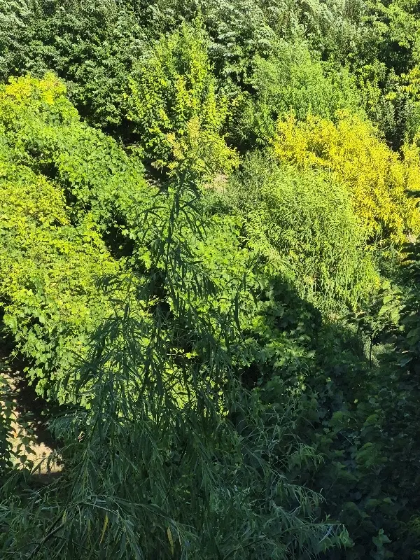 زمین ویلایی
