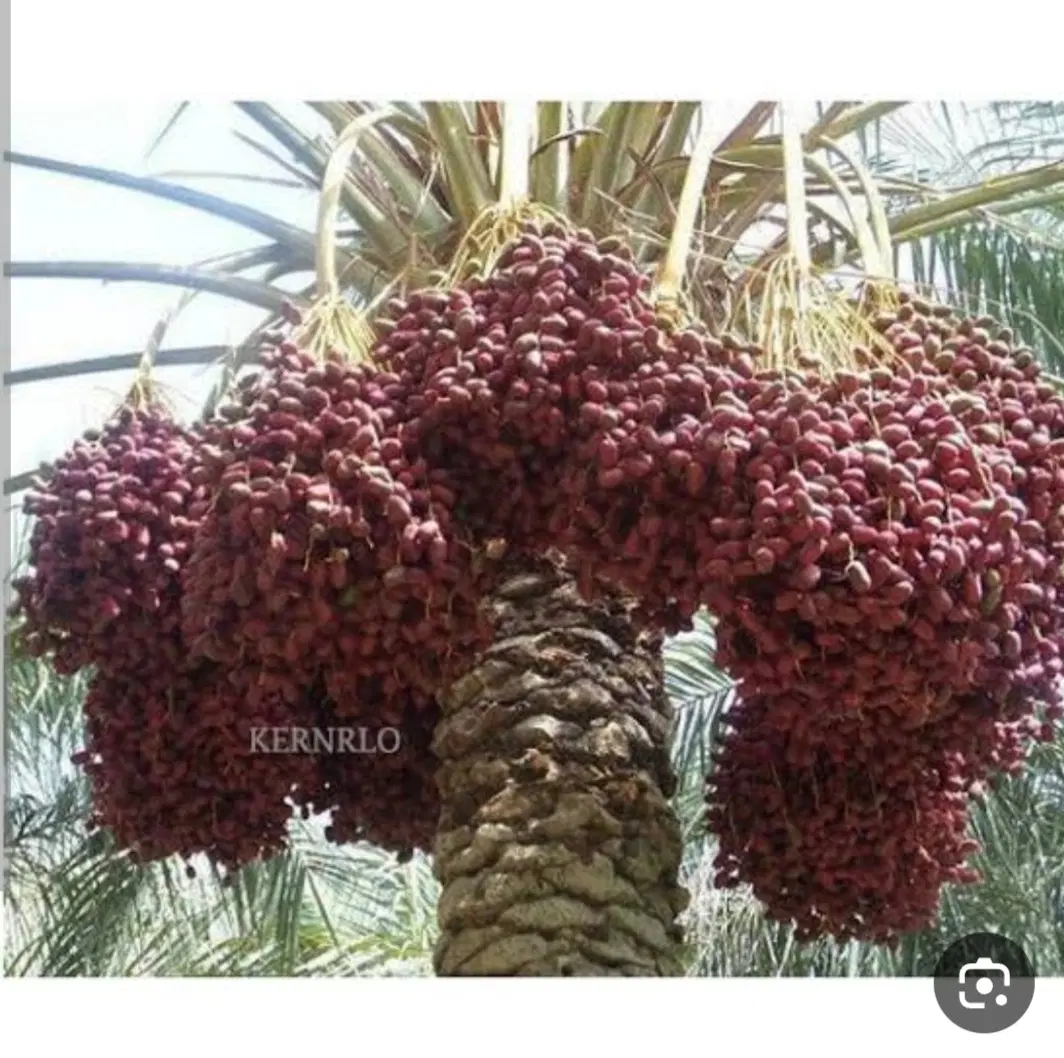 اجاره خرما